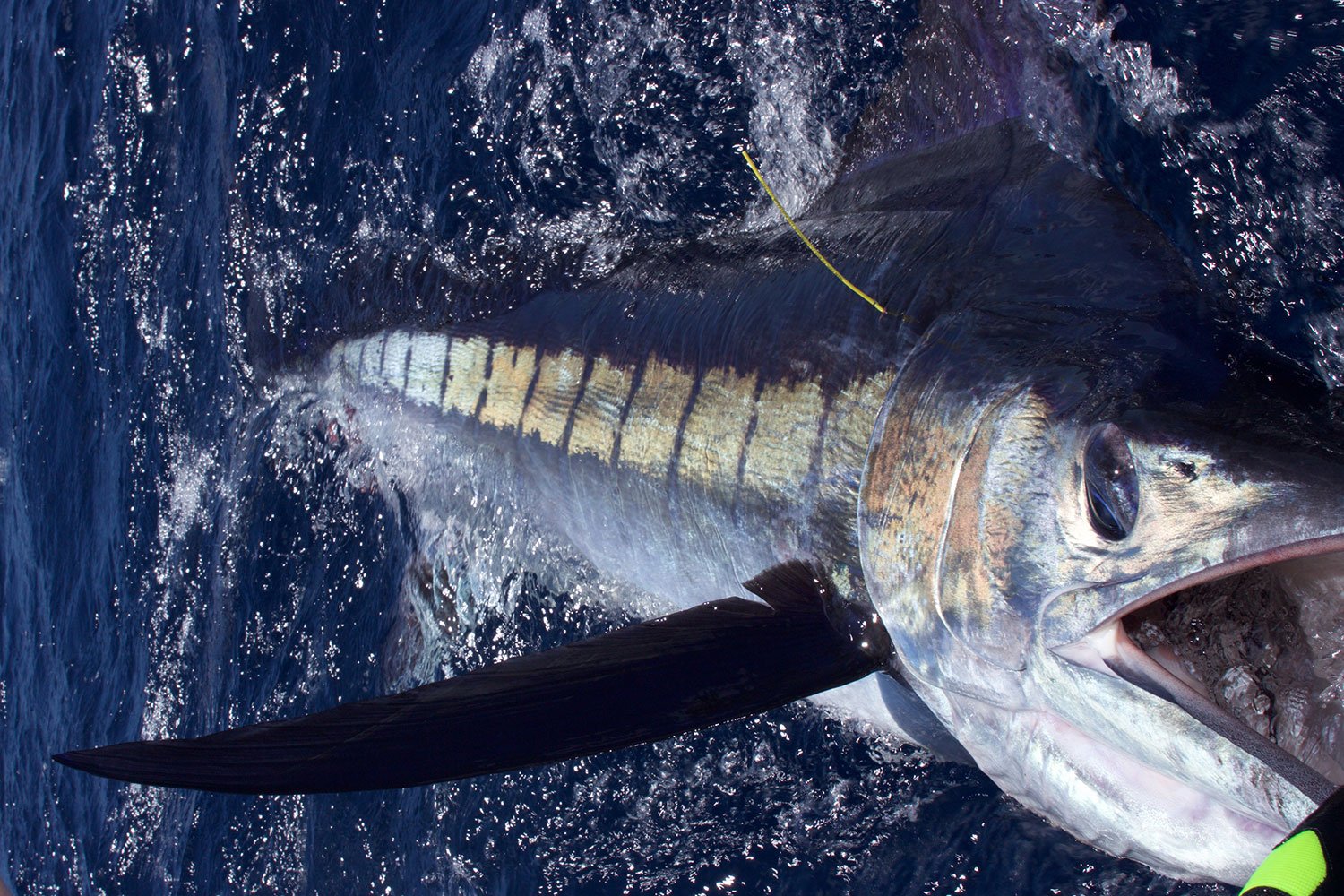 Trailer boat marlin fishing