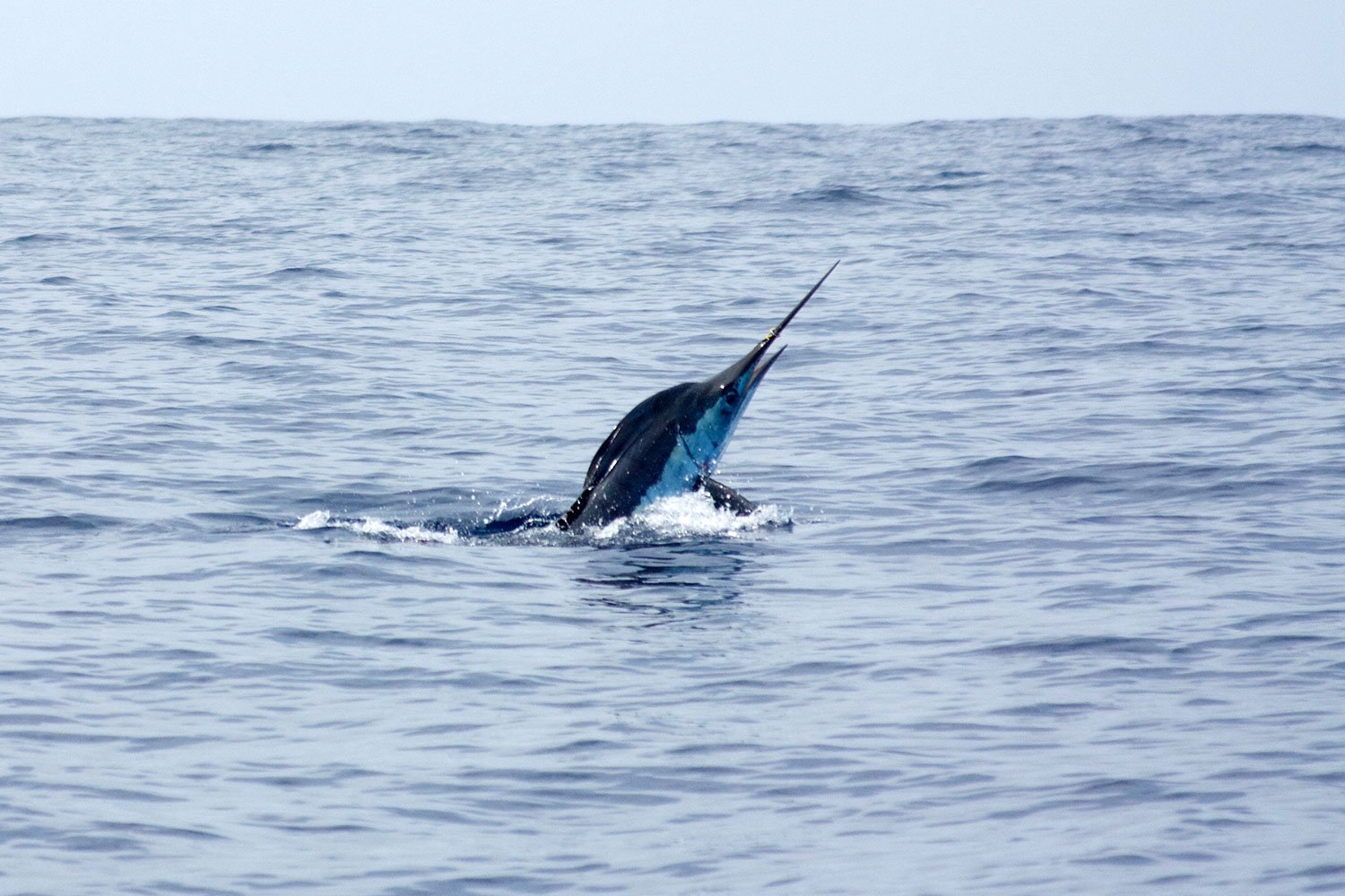 Trailer boat marlin fishing