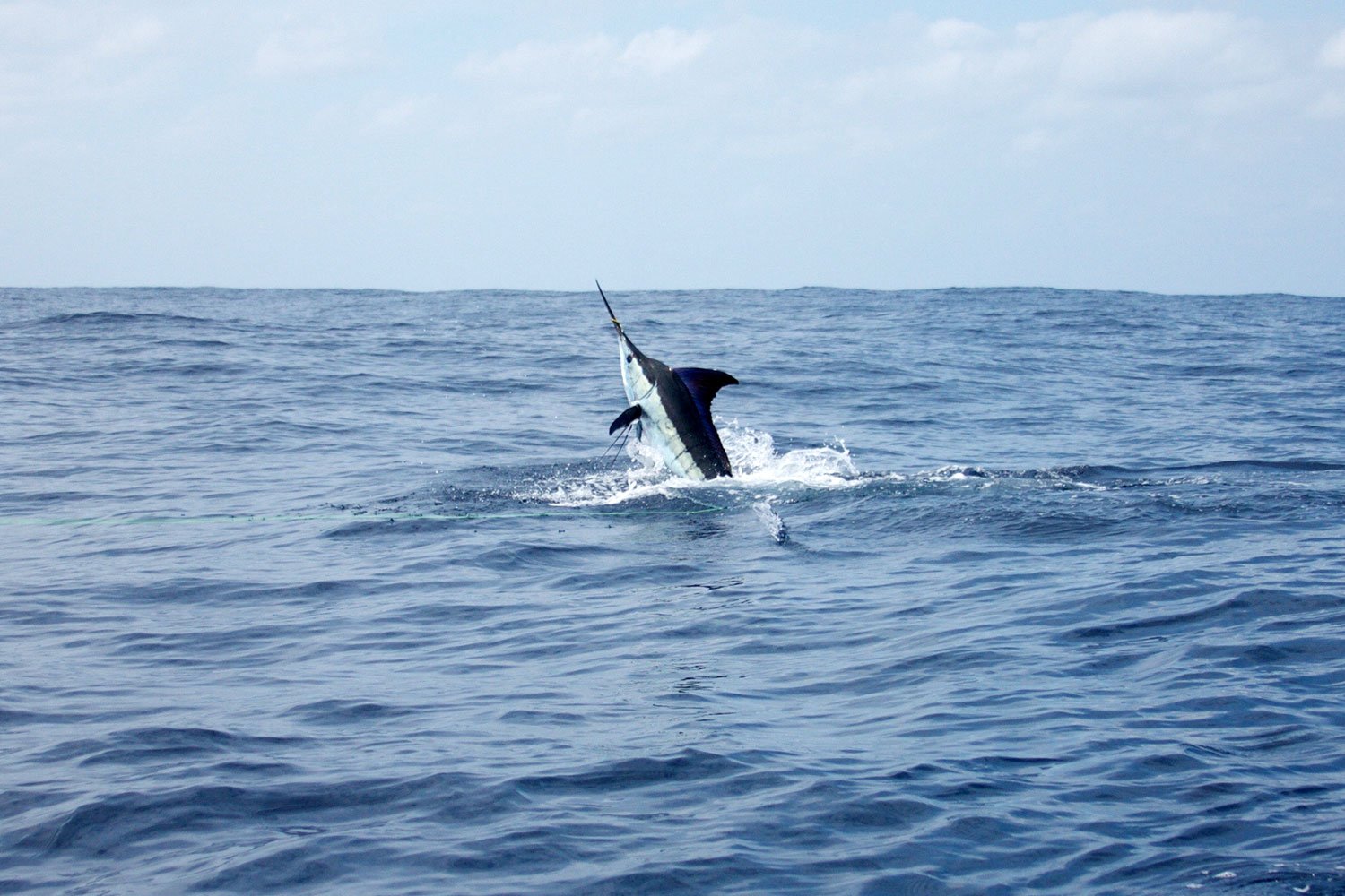 Trailer boat marlin fishing