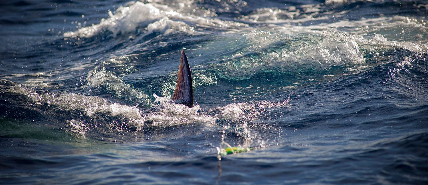 The basic set up for Anchor Fishing: Luhr-Jensen® TECH TIPS 