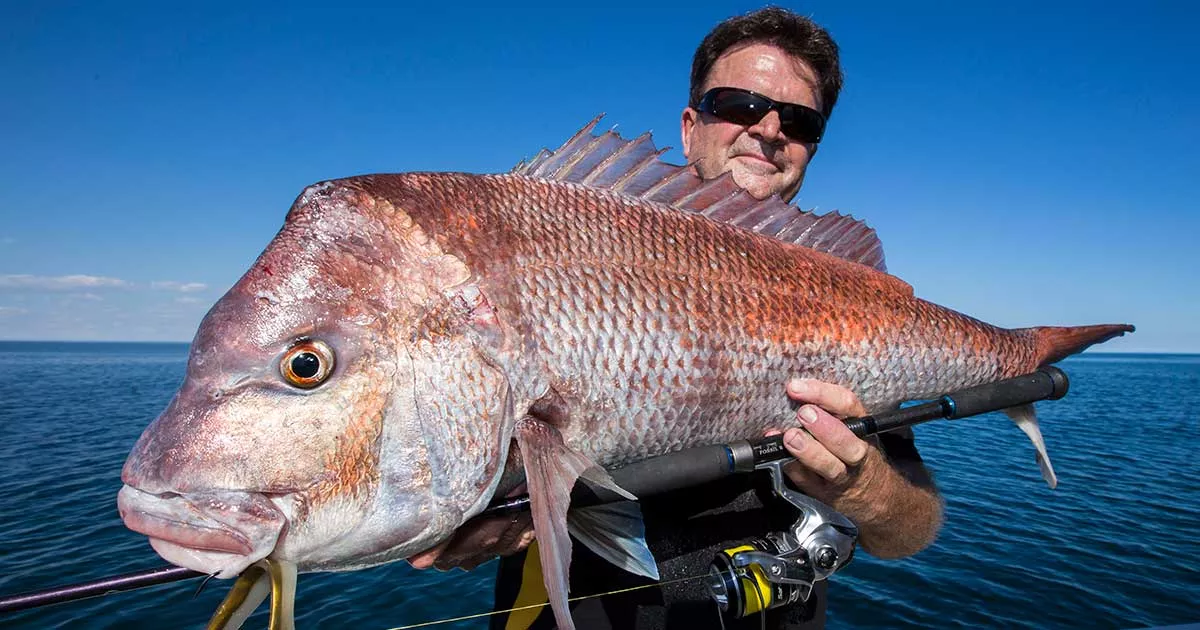 Bar Crusher Snapper Season Promotion