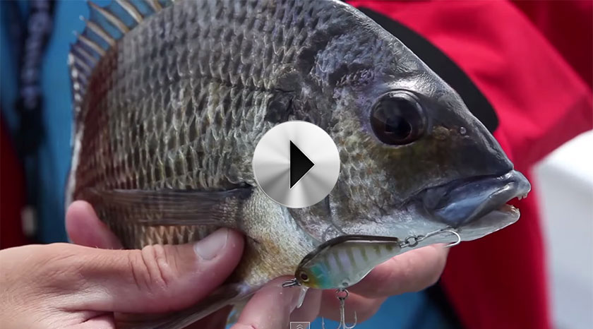 670Ht Fishing Journeys Video