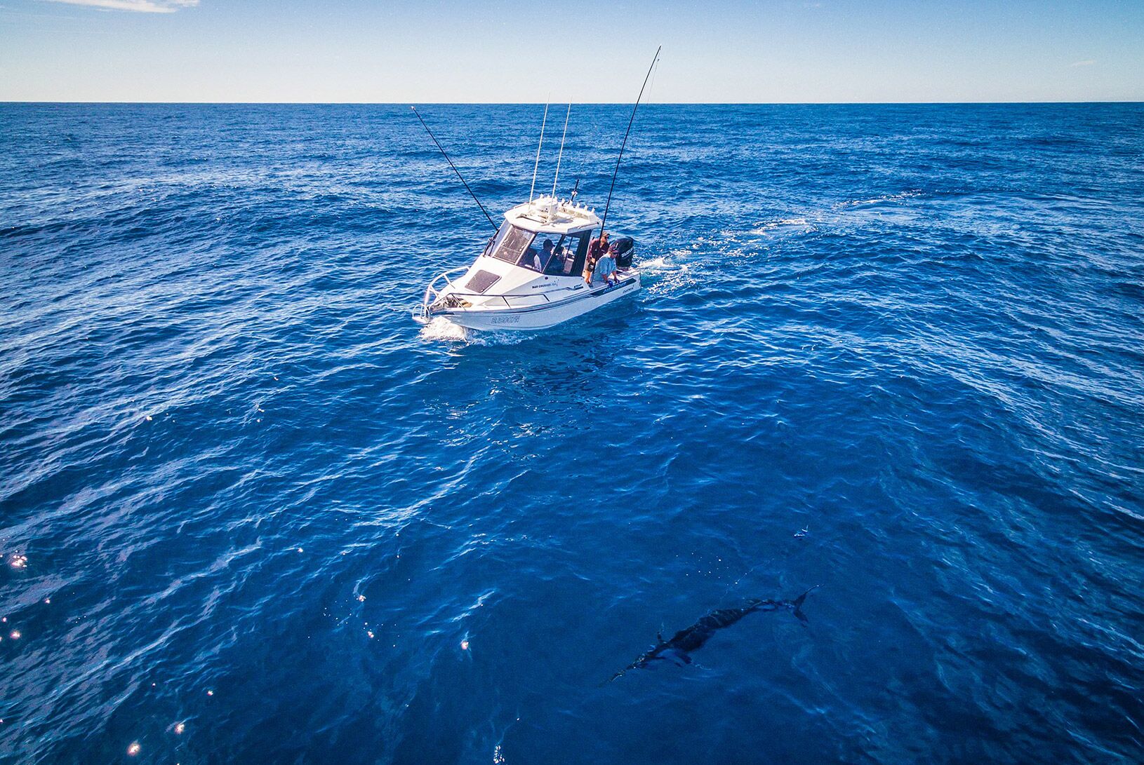 Striped Marlin Fishing In 670Ht